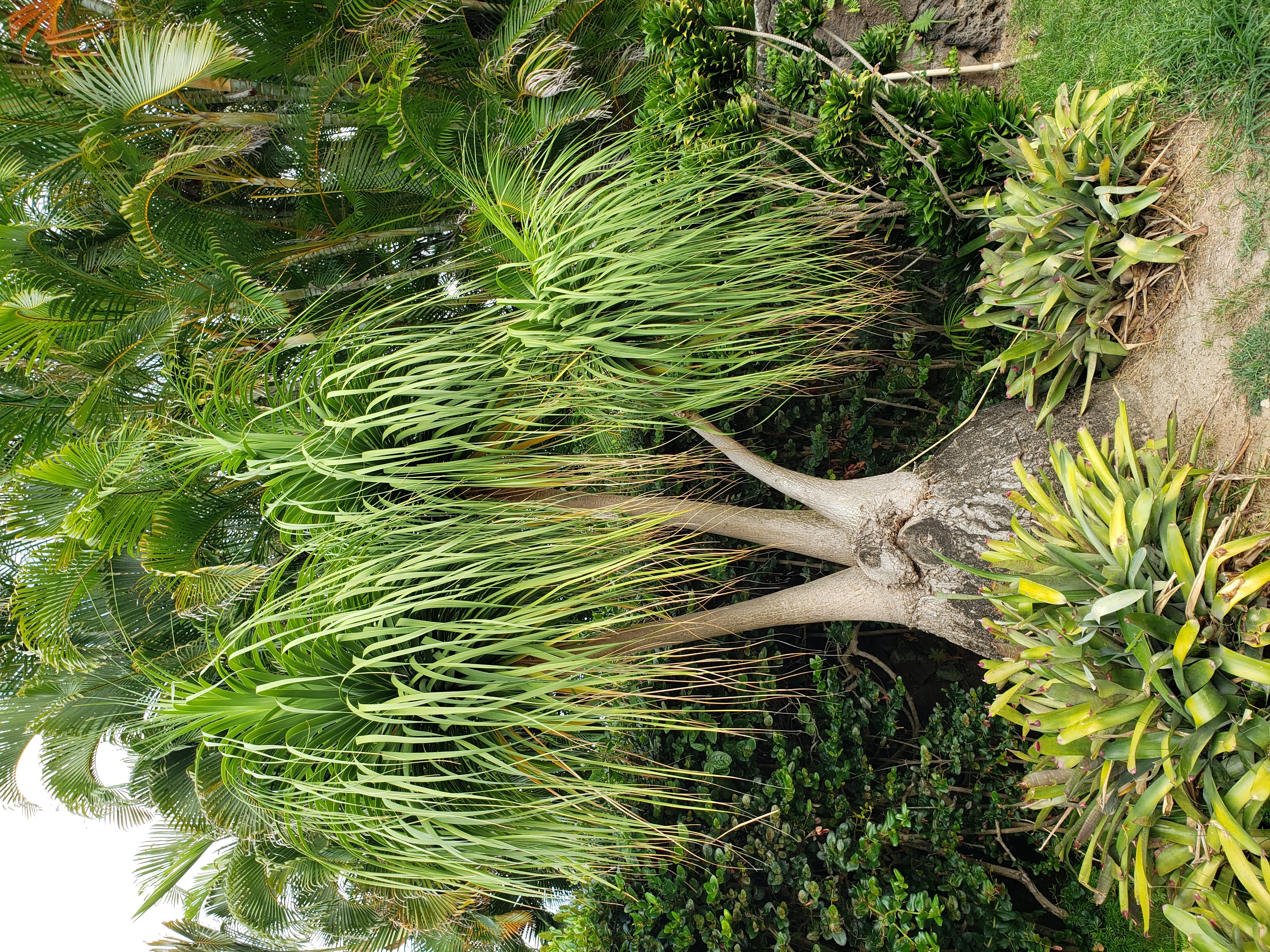 Ponytail palm with 3 tufts